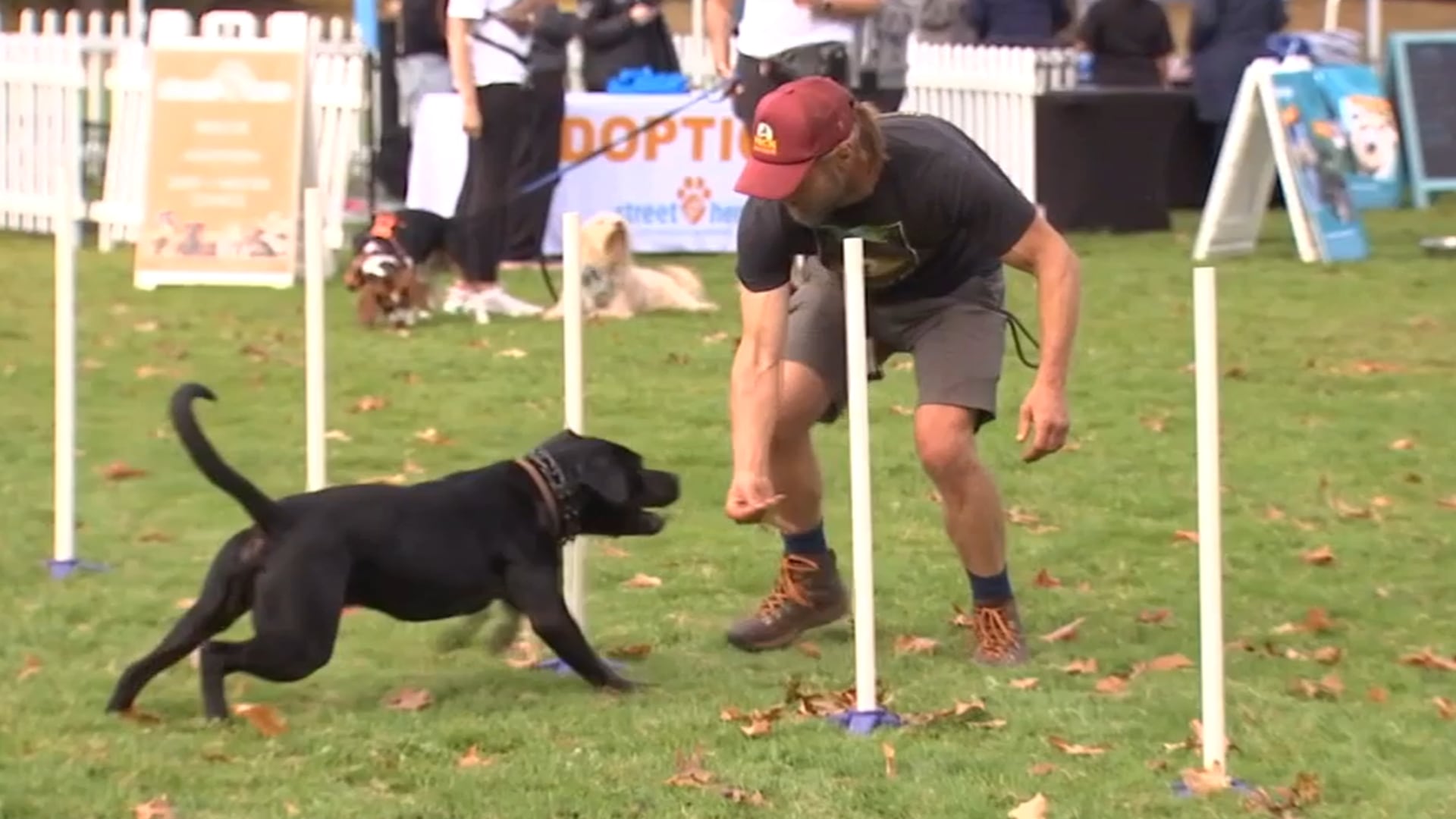 Dogs Compete in Speed, Agility and Trick Events at Portland Doggolympics