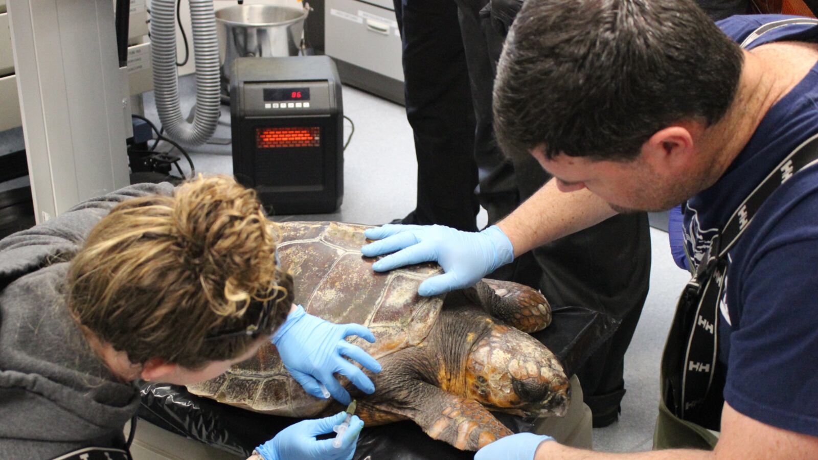 Sea Turtles Rescued Sea turtle rescued on Newport beach