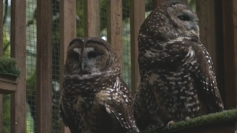Spotted owls