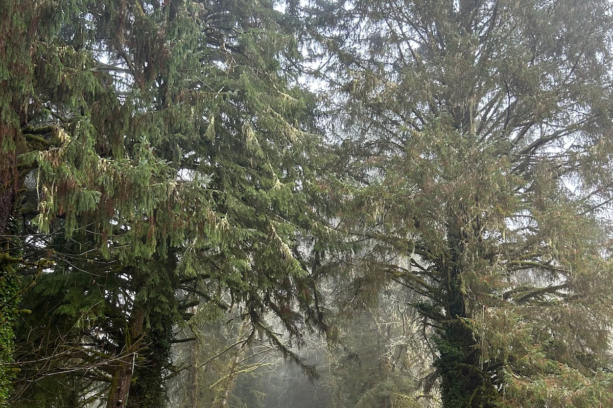 preloaded gallery image