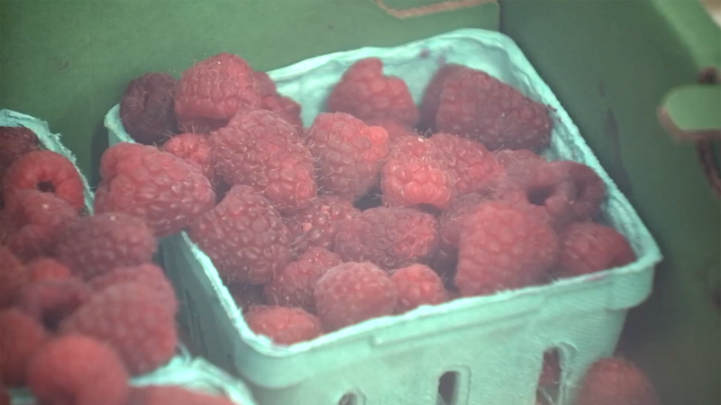 Two nonprofit organizations have teamed up to open a community fruit fridge in Tigard.