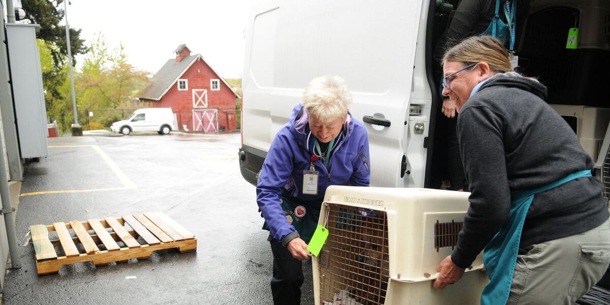 Oregon Humane Society takes in dogs from shelters above capacity