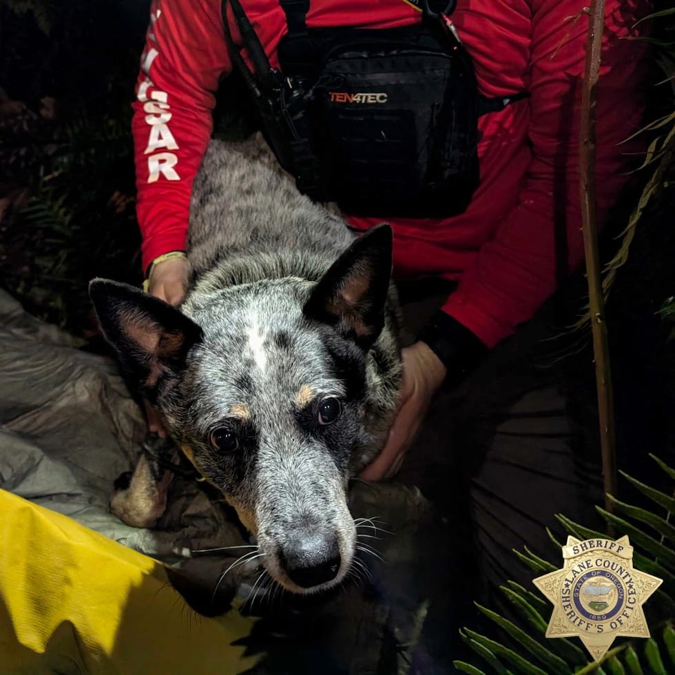 Cami the blue heeler with her owner in Oregon