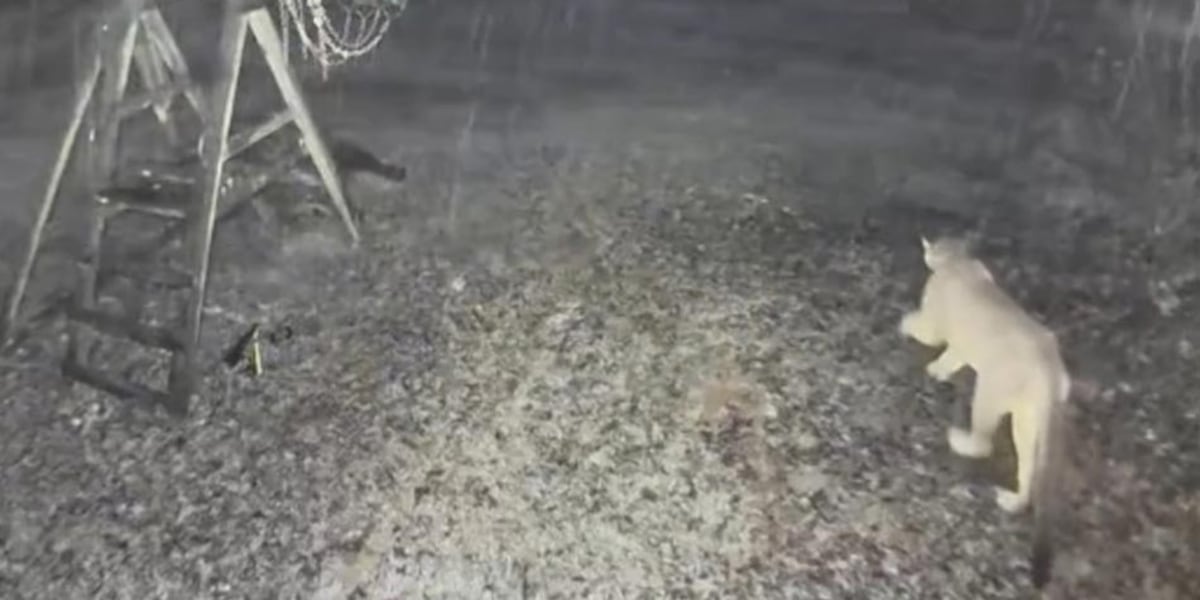 AAKDO63CTFEB5PFOCHQ5DWOQCM.jpg?auth=a799