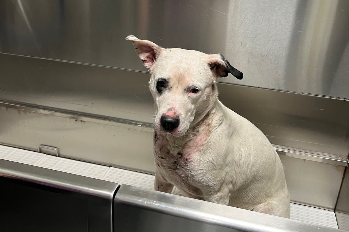 preloaded gallery image