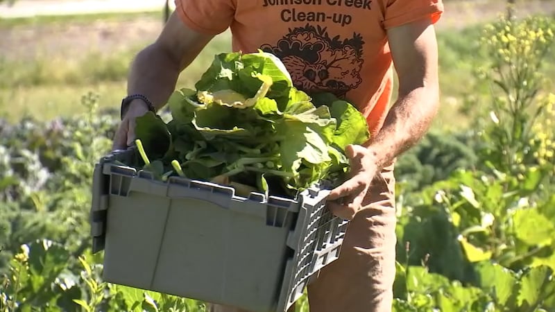 Volunteers with Urban Gleaners harvest excess crops for families in need