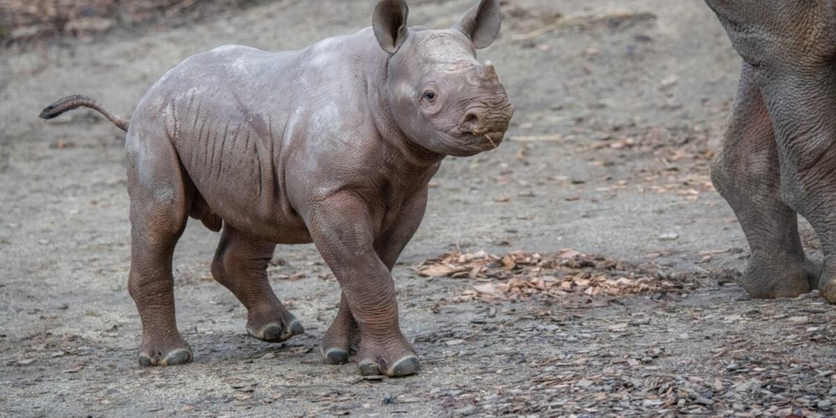 Baby Rhinosis Baby rhino born at Oregon Zoo is a boy, now weighs over 200 lbs.
