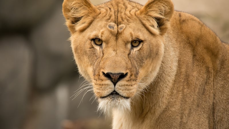 Lioness Kya in the Predators of the Serengeti habitat at the Oregon Zoo. © Oregon Zoo / photo...