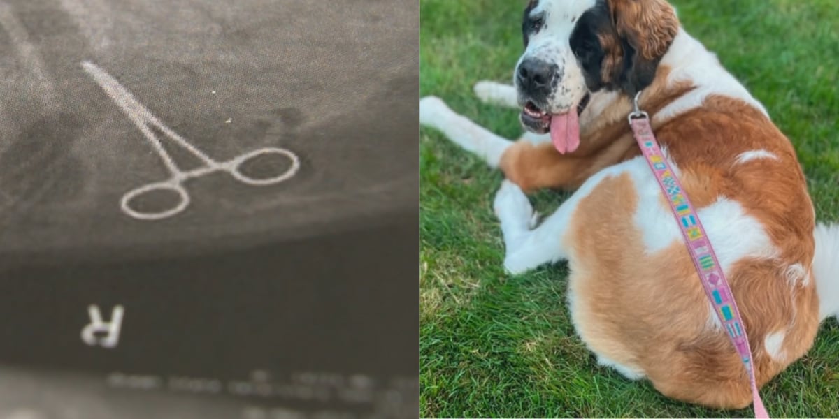 Pet owner sues vet after she says surgical tools were left inside her dog, leading to its death Pet owner sues vet after she says surgical tools were left inside her dog, leading to its death