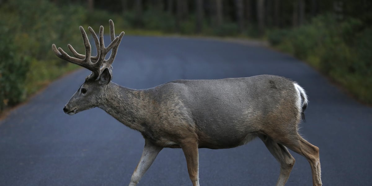Ballot initiative to ban hunting, fishing in Oregon fails first round of signature verifications