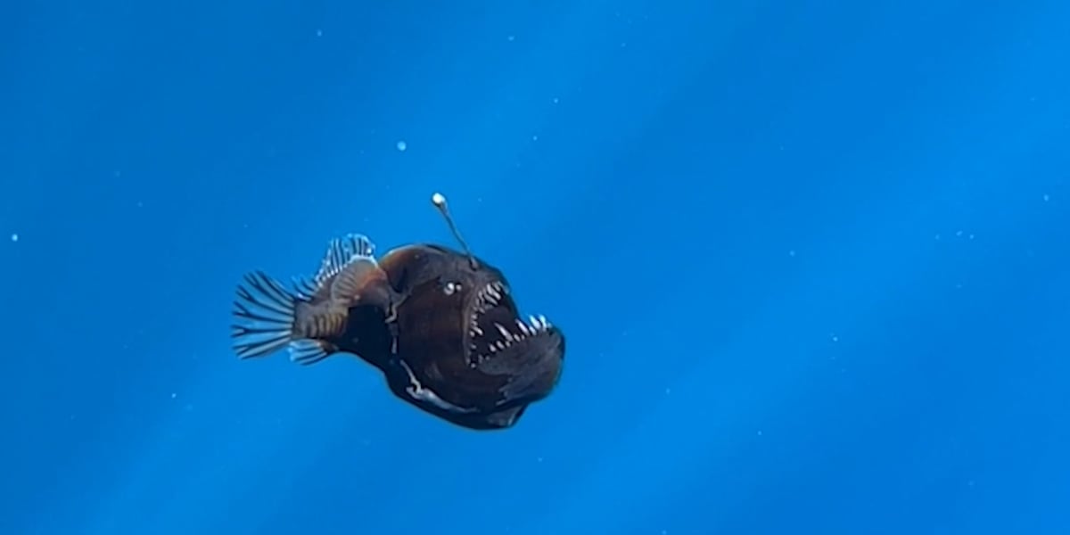 Angler Fish Features Biologists capture first-ever images of anglerfish near ocean’s surface ...