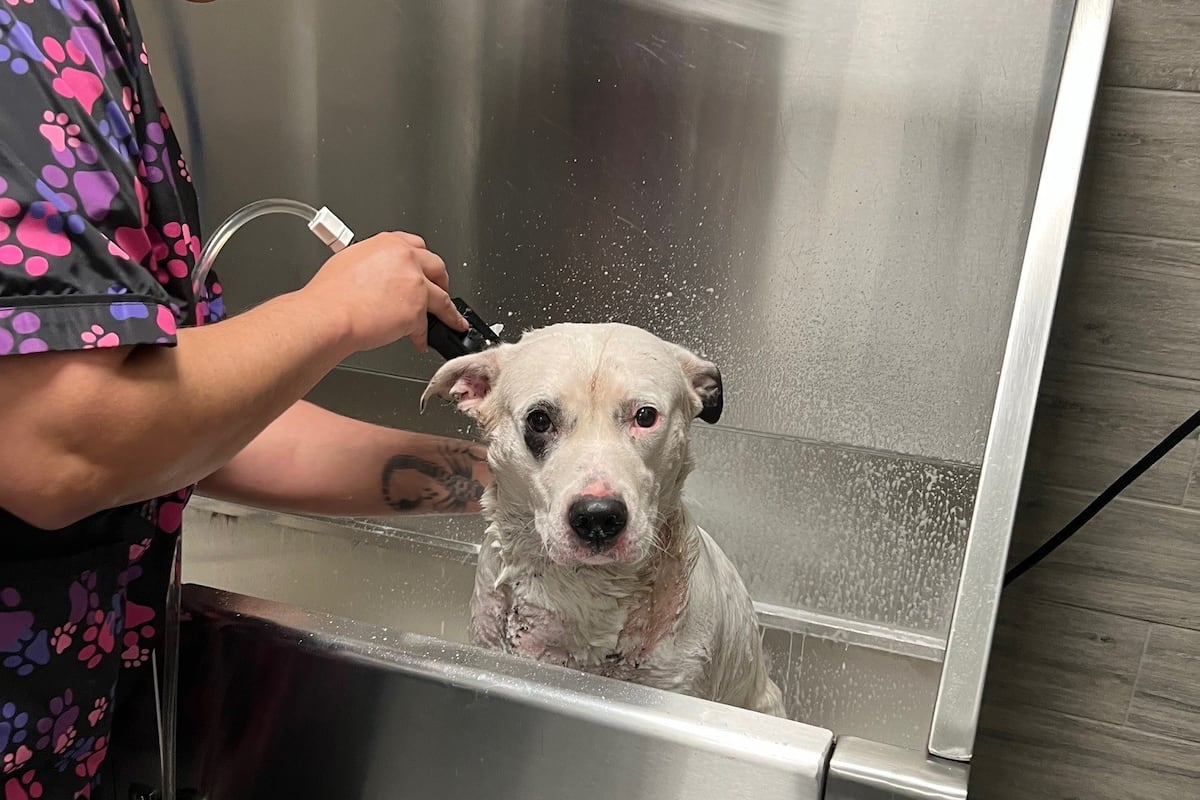 preloaded gallery image