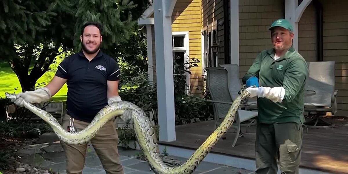 ‘It was pure shock’: 10-foot python found in man’s backyard