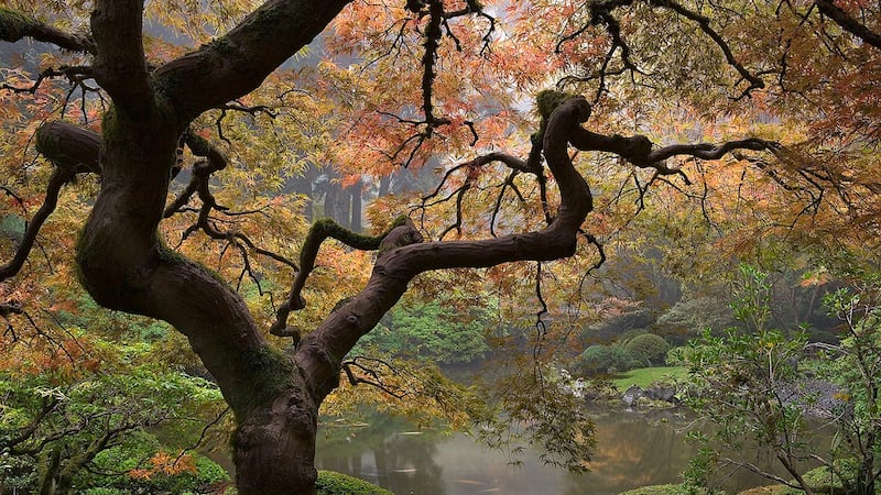 Japanese Maple and Upper Pond in Fall Color
