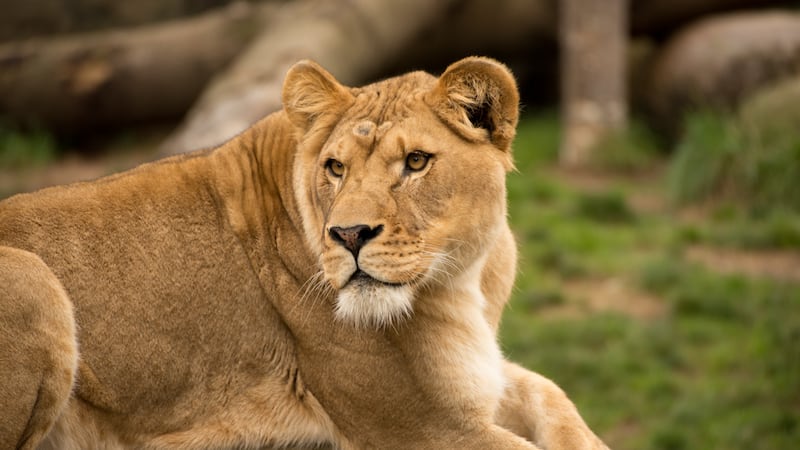 Lioness Kya in the Predators of the Serengeti habitat at the Oregon Zoo. © Oregon Zoo / photo...