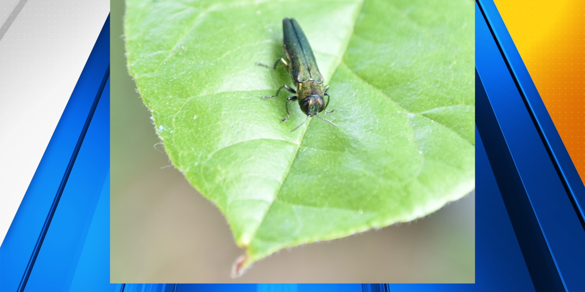 Oregon Department of Forestry warns invasive beetle may emerge in July