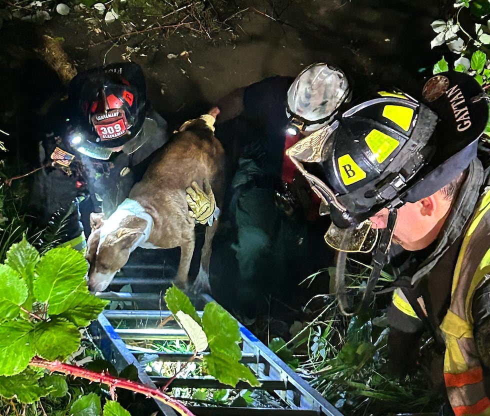 Firefighters with animals rescued after crash into creek on Sept. 3, 2026