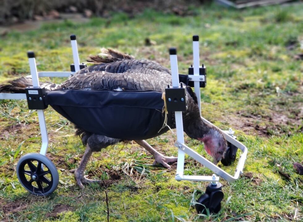 Estacada animal rescue celebrates their lucky turkeys