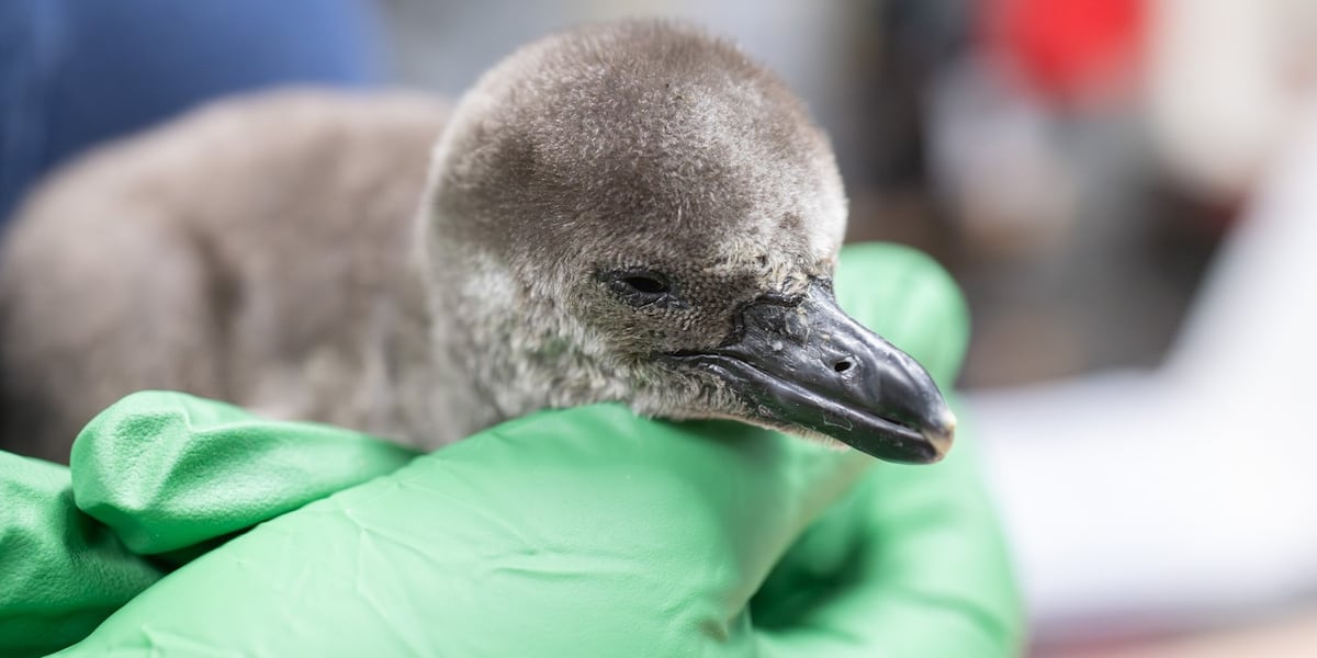 UPRXCG3VMZDPBCRHGEFQSBOLKM.jpg?auth=0854