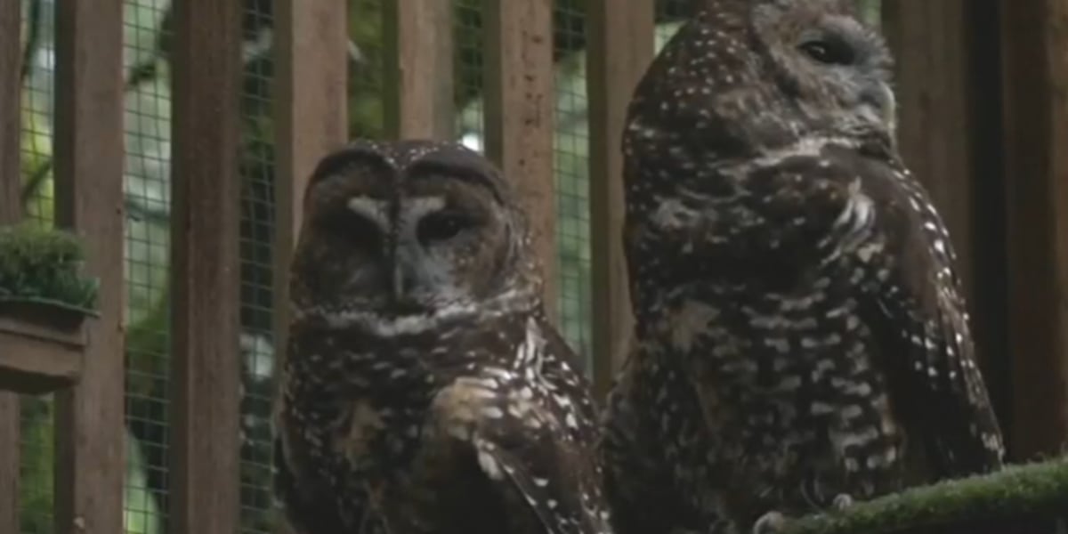 Conservation groups push to save spotted owl habitats in Oregon, Washington, California Conservation groups push to save spotted owl habitats in Oregon, Washington, California