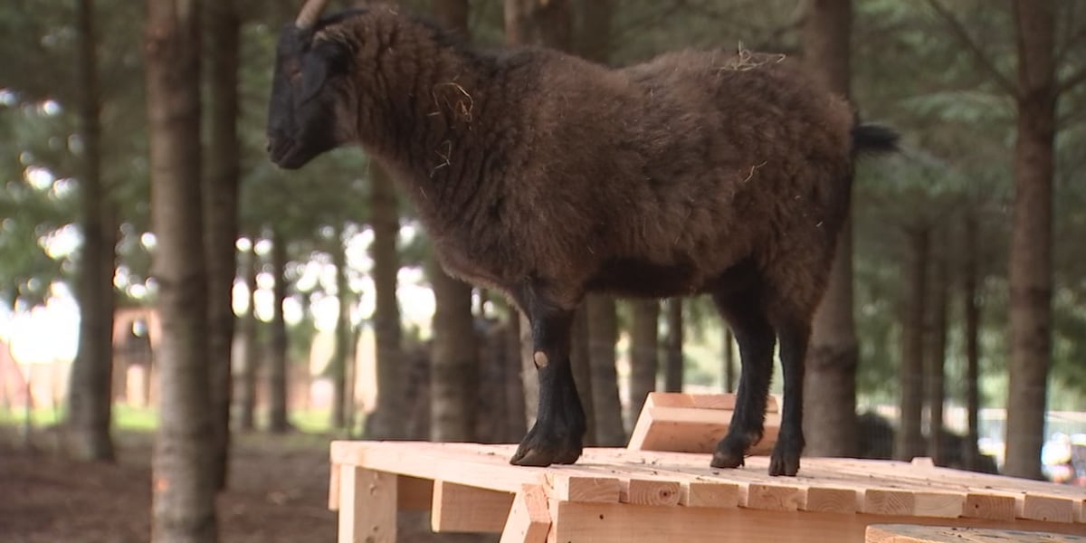 Student improves goat program for addiction recovery provider