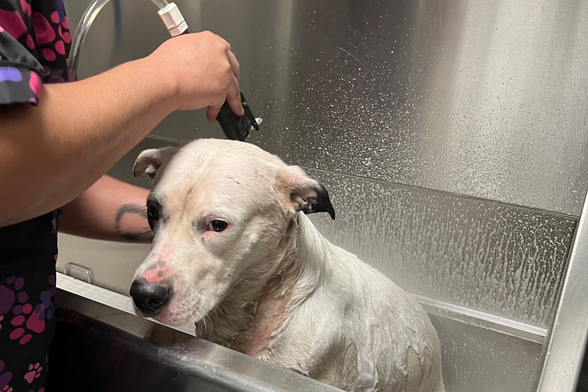 preloaded gallery image