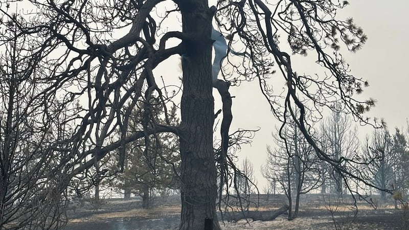 Aftermath of Rowe Creek wildfire complex in Jefferson County, Aug. 25, 2026.