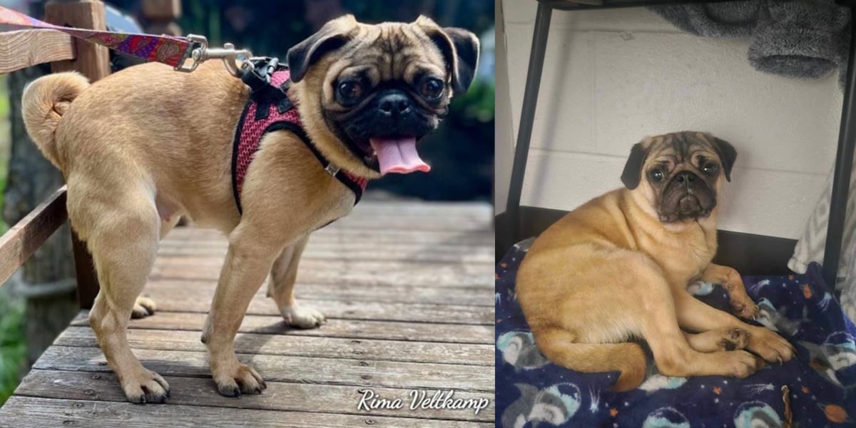 6 pugs with leg deformities abandoned on rural Oregon roads