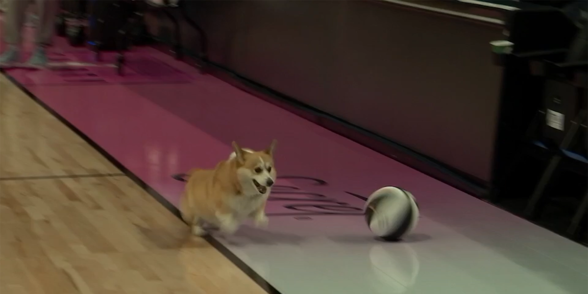 Pancake the corgi attends practice as Portland Fire prepare to host Phoenix Mercury