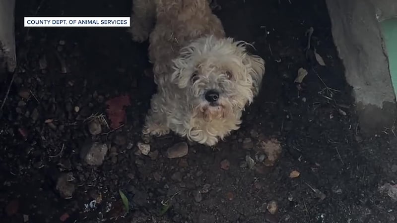 A missing dog is back home with her family after she was rescued from a storm drain. (KGTV,...