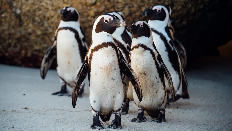 Sylvan Heights Bird Park opens Penguin Point, hosts annual Trick-or-Tweet Halloween event